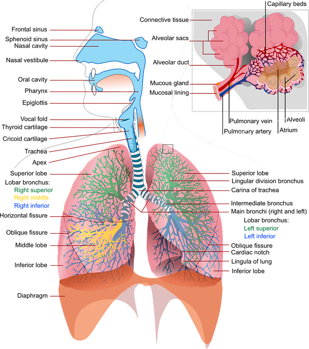 Anatomy & Physiology (1.0 Credit)