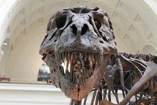 Paleontology (0.5 Credit)